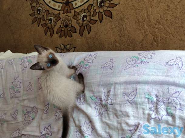 Отдам сиамского котёнка, фотография 4