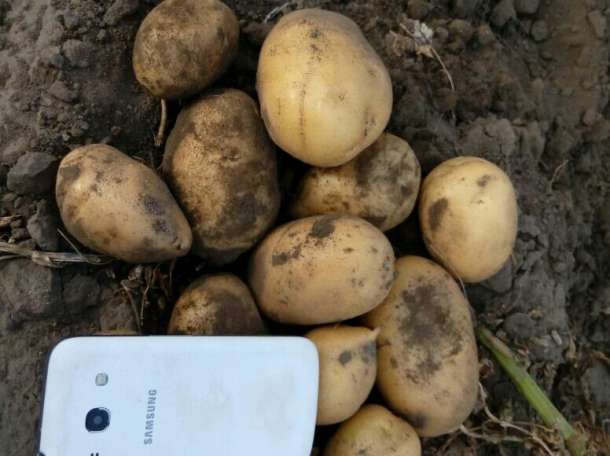 Картофель, фотография 1