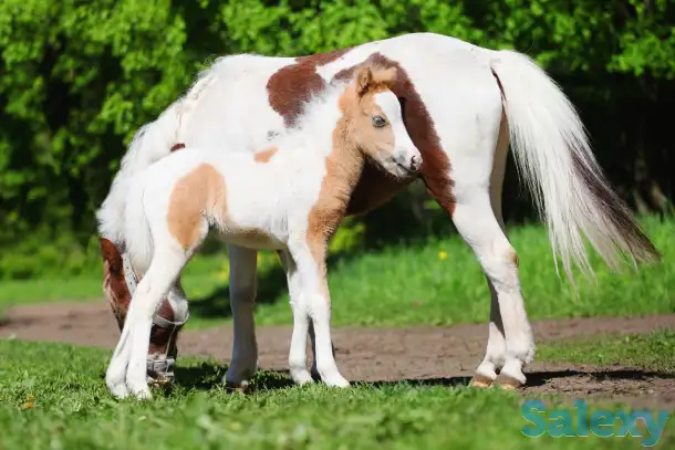 Продажа пони. Пони-ферма., фотография 4