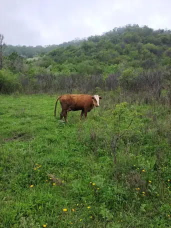 Корова первотел покрытая  ее бычок, фотография 4