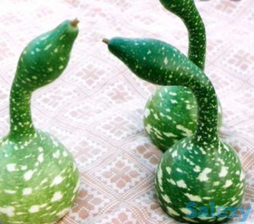 Рассада тыквы, фотография 4