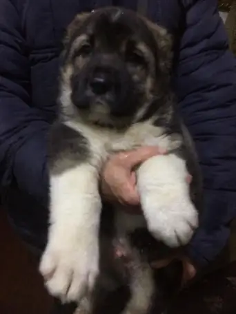 Продаю щенки Кавказской овчарки , 7 месяцев., фотография 3