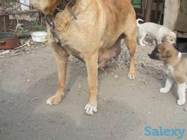 Щенки сторожевые., фотография 6