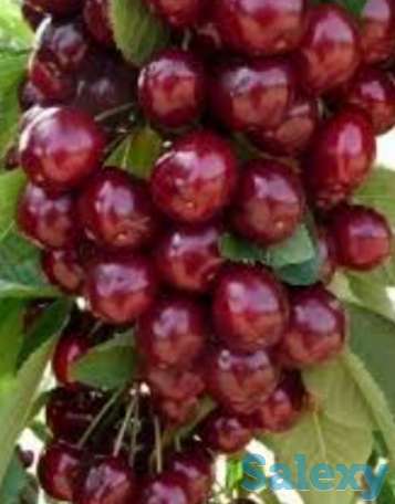 Саженец вишни колоновидной 