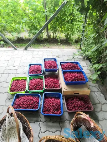 Дача 15 соток, Алматинская область, Талгарский район, с.о. Кендалинский, с. Кендала, с/т Медик-, фотография 12