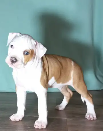 Американский стаффордширский терьер, фотография 6