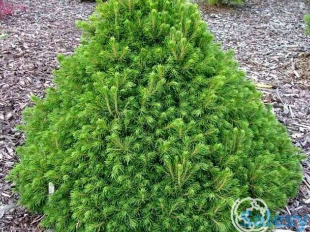 Ель обыкновенная томпа, фотография 1