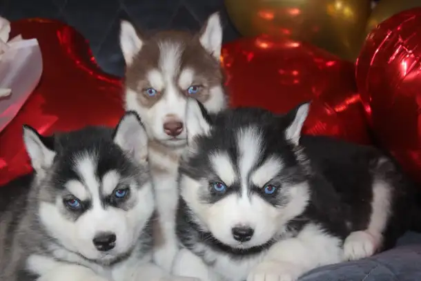 Щенки Сибирской Хаски, фотография 1