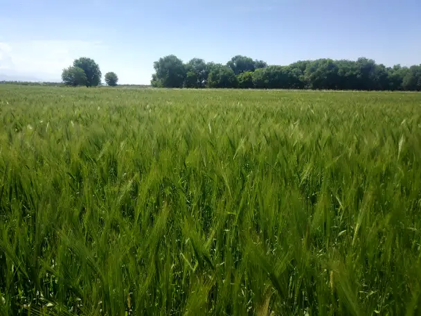 Продаю Ячмень Сорт Атлин Канадский В Меркенском районе, фотография 4