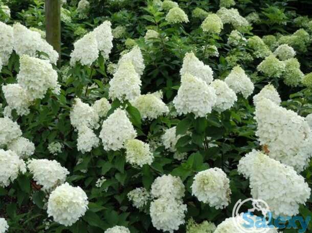 Гортензия полар бир, фотография 1