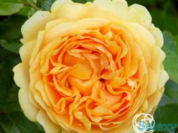 Роза чиппендейл голд чайно-гибридная, тантау, фотография 1