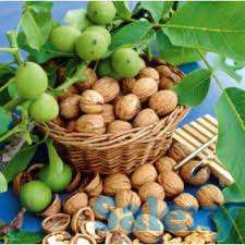 Саженцы Грецкого ореха Идеал, фотография 1