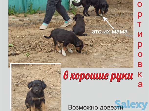Щенок в хорошие руки, фотография 2
