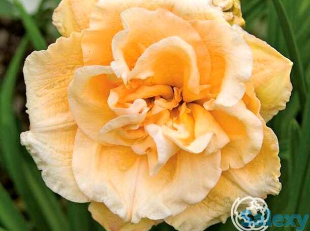 Лилейник икебана стар, фотография 1