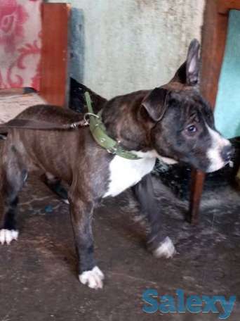 Продаю Стафордшитского Терьера, фотография 1