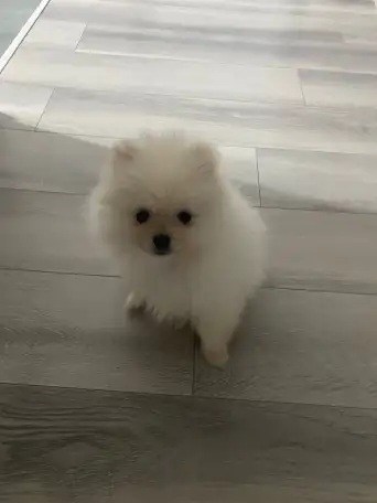 Померанский мини шпиц, фотография 1