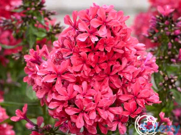 Флокс метельчатый Клеопатра, фотография 1