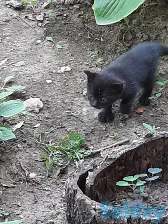 Потерялись хозяева у маленьких котят, фотография 8