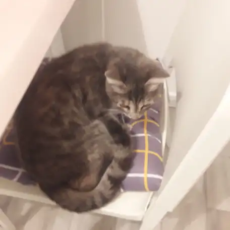 отдам кошку в хорошие руки, фотография 1