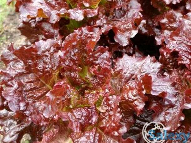 Семена Салат Вишневая дымка 0.5г, фотография 1