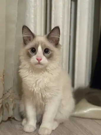 Котенок в прадаже, фотография 1