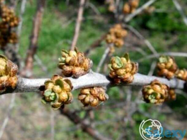 Облепиха Алей, фотография 1