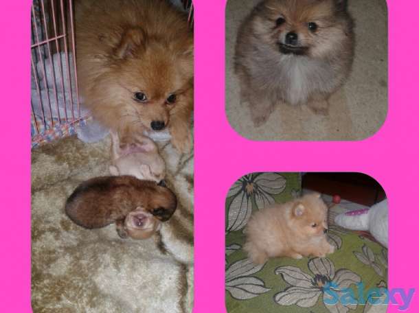 Продам щенков шпица, фотография 1