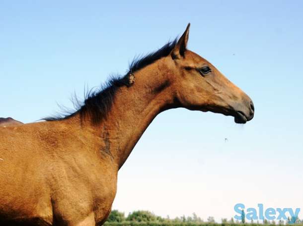 Ахалтекинские лошади, фотография 3