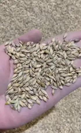 Ячмень, фотография 3