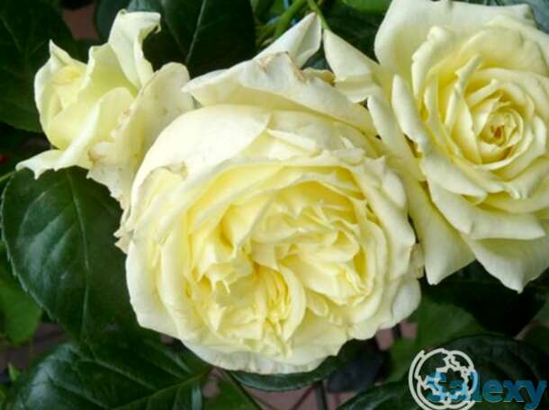 Роза эльф плетистая, топалович, фотография 1