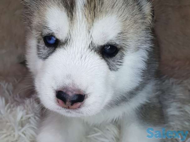 Продаются щенки Сибирский Хаски, фотография 4