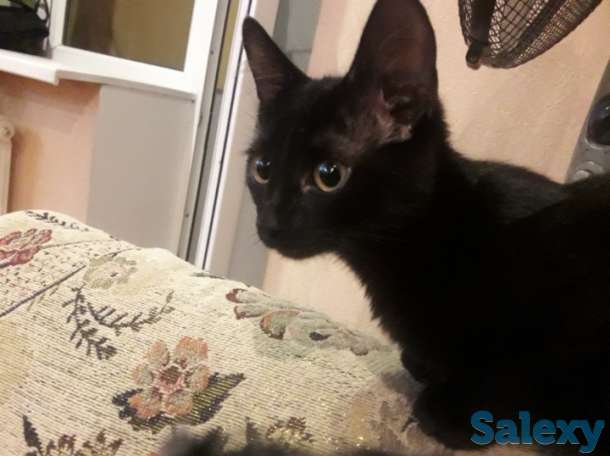 ОТДАМ КОТЁНКА В ХОРОШИЕ РУКИ, фотография 1