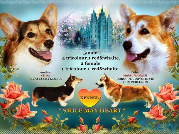 Щенки вельш корги пемброк в Казахстане, фотография 1