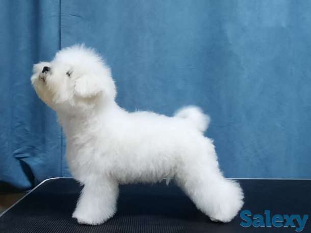 Бишон Фризе., фотография 4