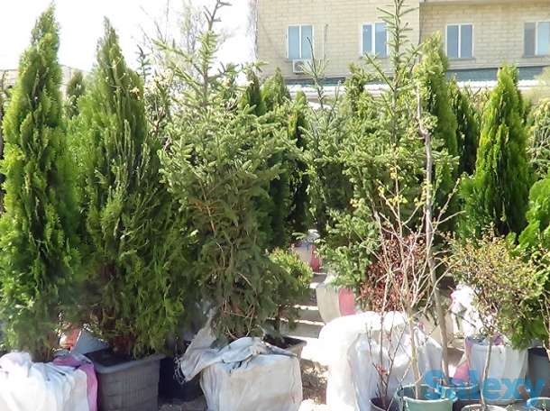 Озеленение, саженцы, хвойные деревья, удобрения, фотография 1