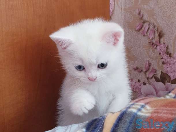 Продаётся шотландский Скоттиш-страйт, мальчик, фотография 3