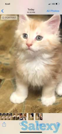 Продам котят породы Мейн Кун.С документами., фотография 1