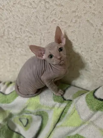 Продам  котят сфинкс, фотография 2