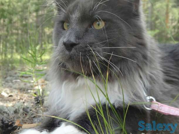 Котята Мейн-кун, фотография 4