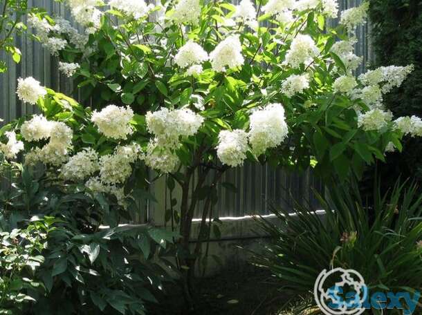 Гортензия лаймлайт  на штамбе 55см, фотография 1