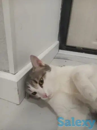 Отдам котенка в добрые руки, фотография 6