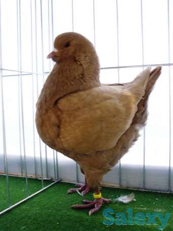 Голубы кингы, фотография 3