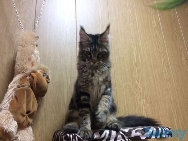 Котята MAINE COON, фотография 1