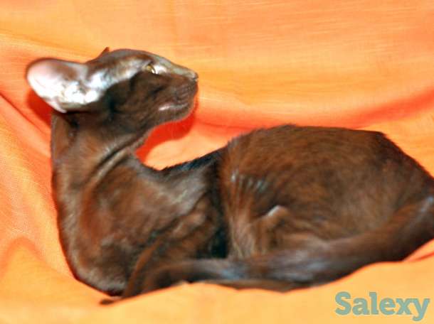 Ориентальные котята, фотография 3