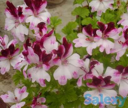 Комнатные цветы, фотография 2