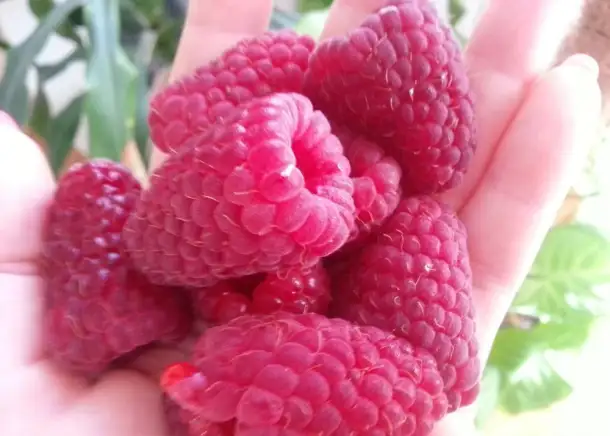 продаю лилию Марлен, кипрей, многолетние цветы, малину, вишню, сливу и др., фотография 9