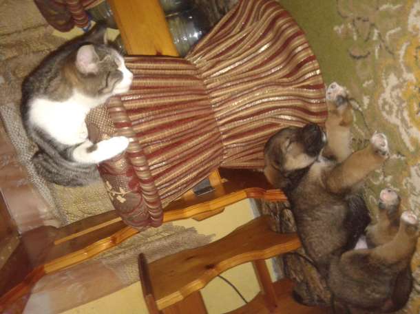 отдам в хорошие руки, фотография 1