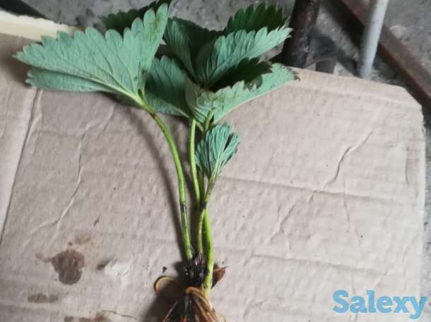 Саженцы Клубники, фотография 2