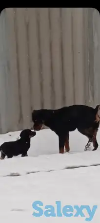 Продам чистокровный щенок ротвейлера мальчик 5,5 месяца., фотография 7