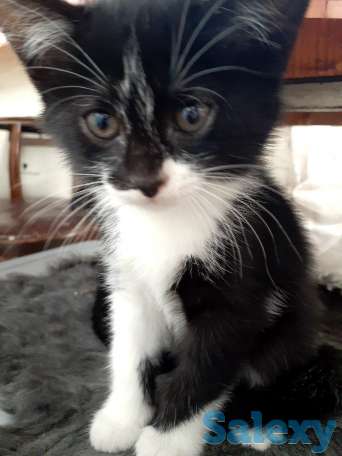 Отдам котенка в хорошие руки, фотография 2